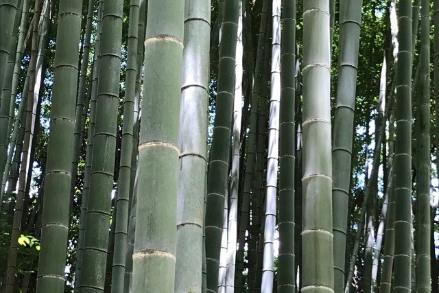 竹林の写真